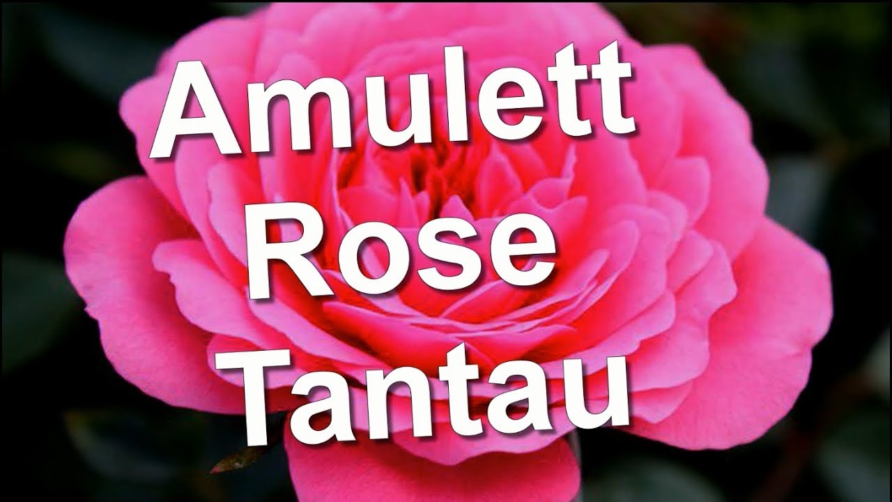 amulett