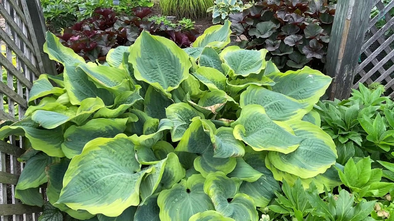 hosta mirakelkur