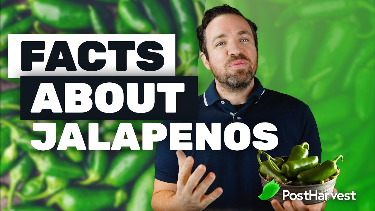 jalapenos gravid