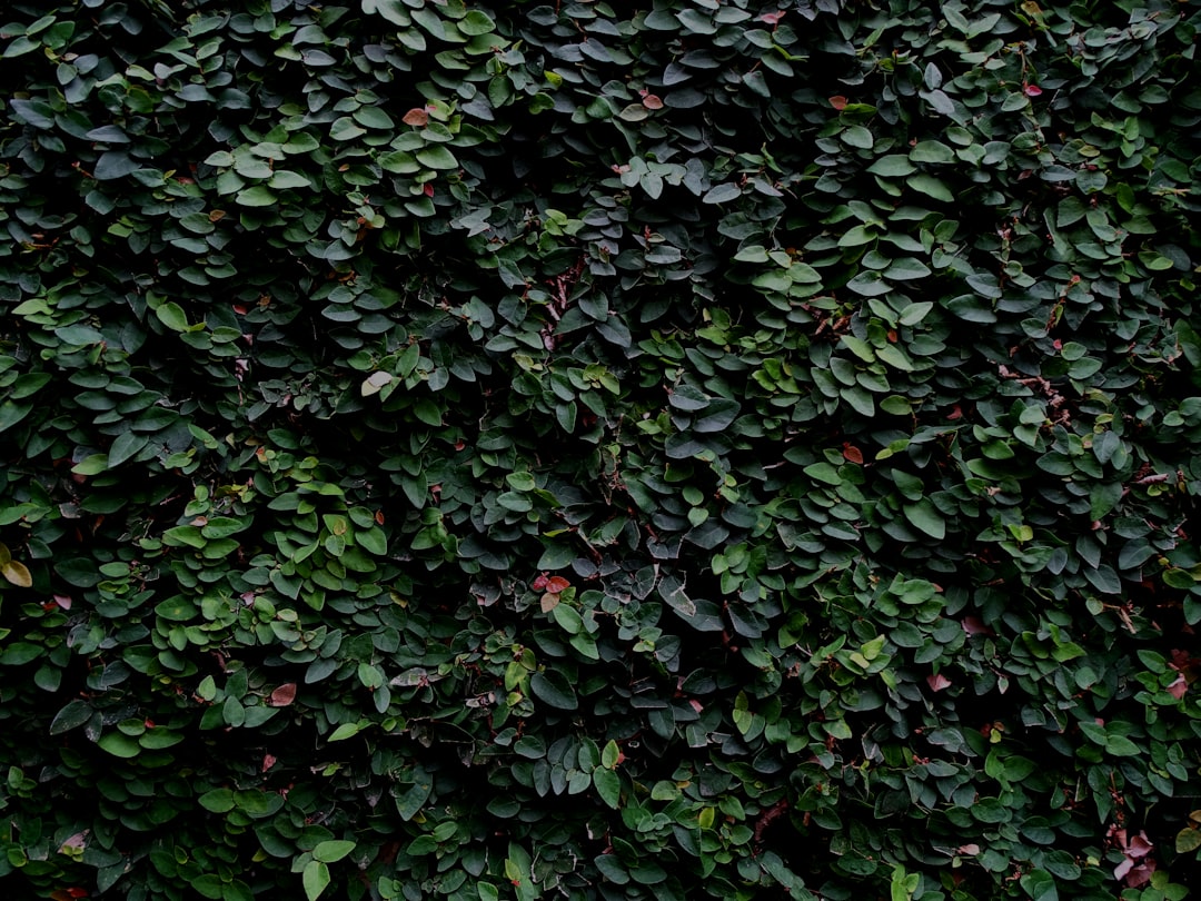 Descubre 7 maneras de cuidar tu carpe árbol para mantenerlo saludable carpe arbol