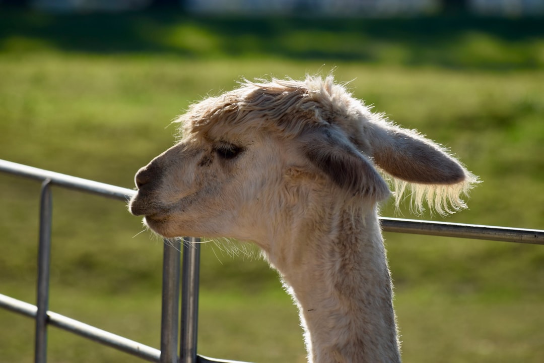 Castillo de Loarre: 5 razones para visitar esta joya histórica 4 Castillo de Loarre: 5 razones para visitar esta joya histórica castillo de loarre