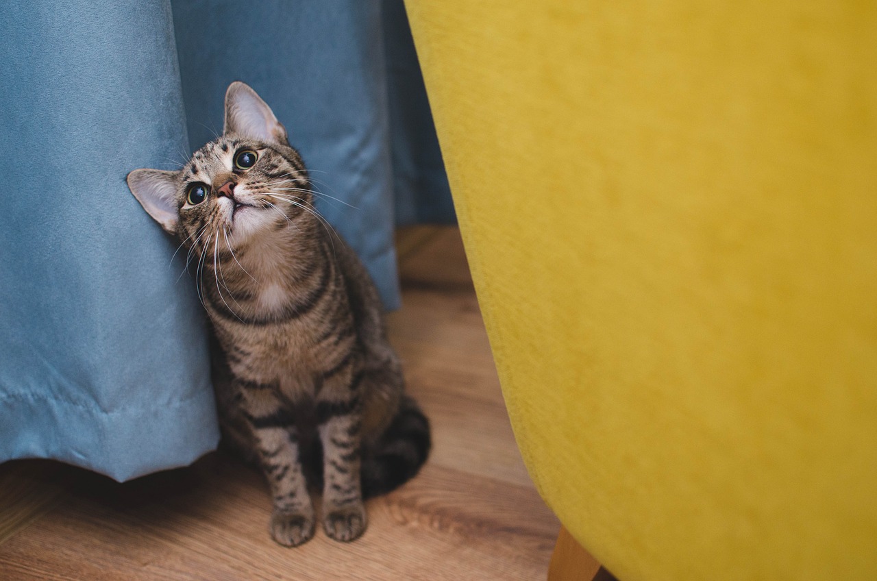 7 Things You Need to Know About Cats: Your Ultimate Feline Guide cats