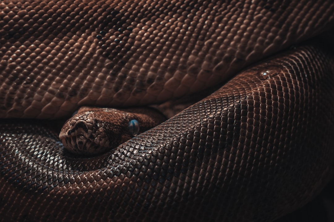 10 razones por las que las cobras son fascinantes | Keyword: Cobra cobra