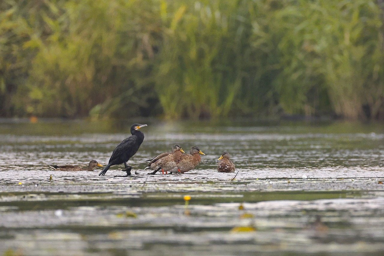 10 Datos Interesantes sobre el Cormorán: Descubre más sobre esta Fascinante Ave cormoran