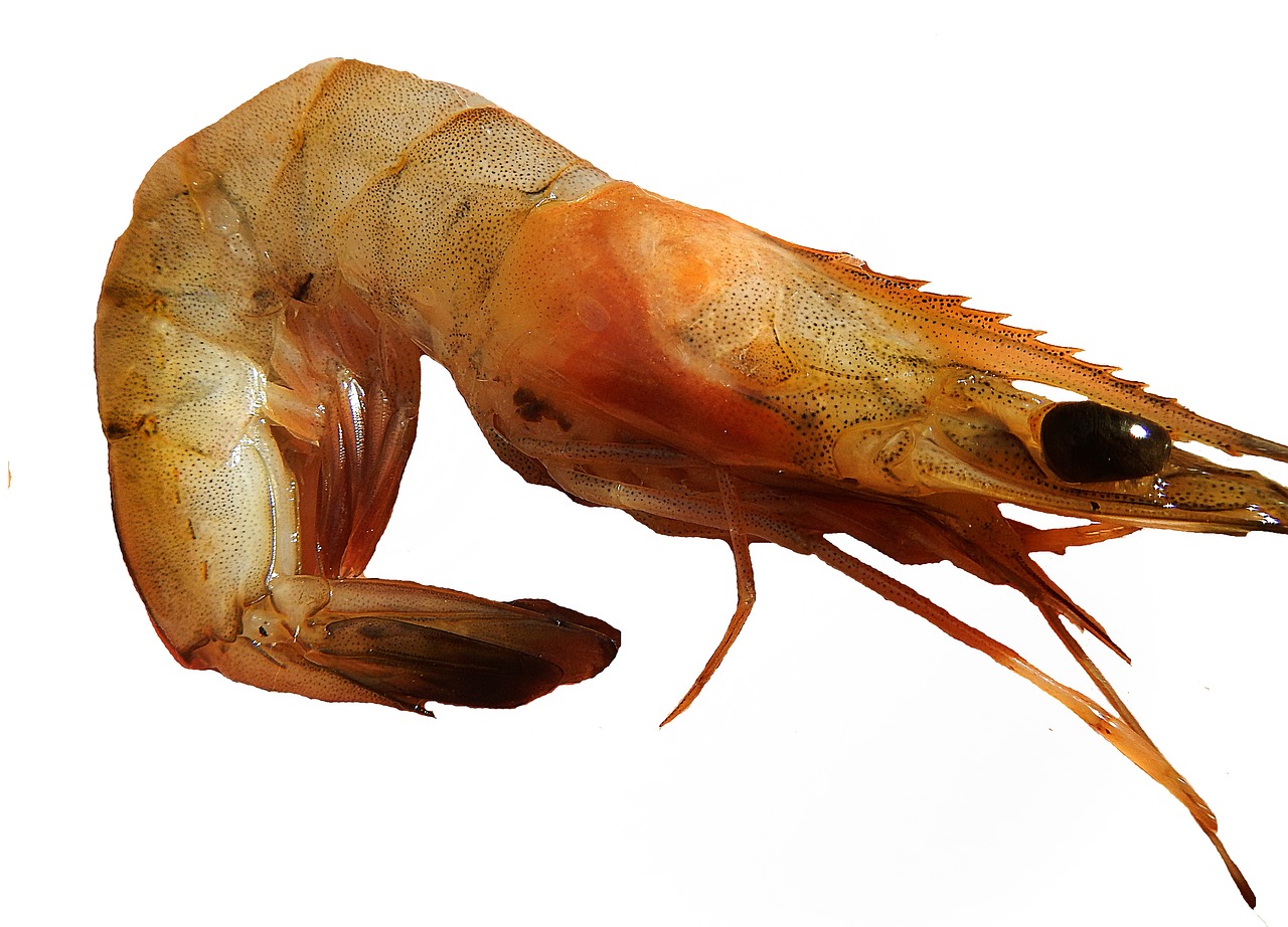10 Curiosidades sobre los Crustáceos que te Sorprenderán 4 10 Curiosidades sobre los Crustáceos que te Sorprenderán crustaceos