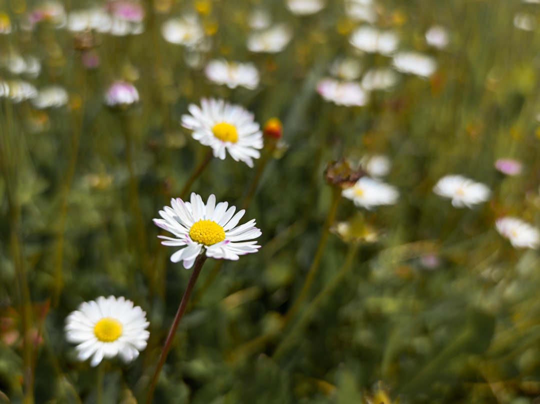 7 Razones por las que Daisy Jones and the Six es una Sensación Literaria daisy jones and the