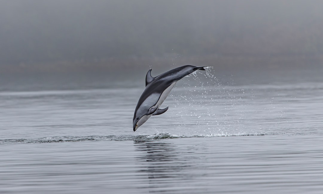 10 Curiosidades sobre los Delfines: Descubre el Mundo de Este Fascinante Animal 3 10 Curiosidades sobre los Delfines: Descubre el Mundo de Este Fascinante Animal delfin