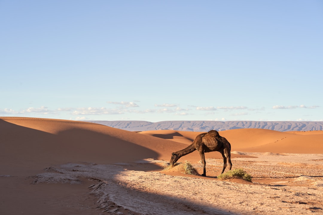 10 Curiosidades sobre Dinosaurios que Debes Conocer dinosaurio