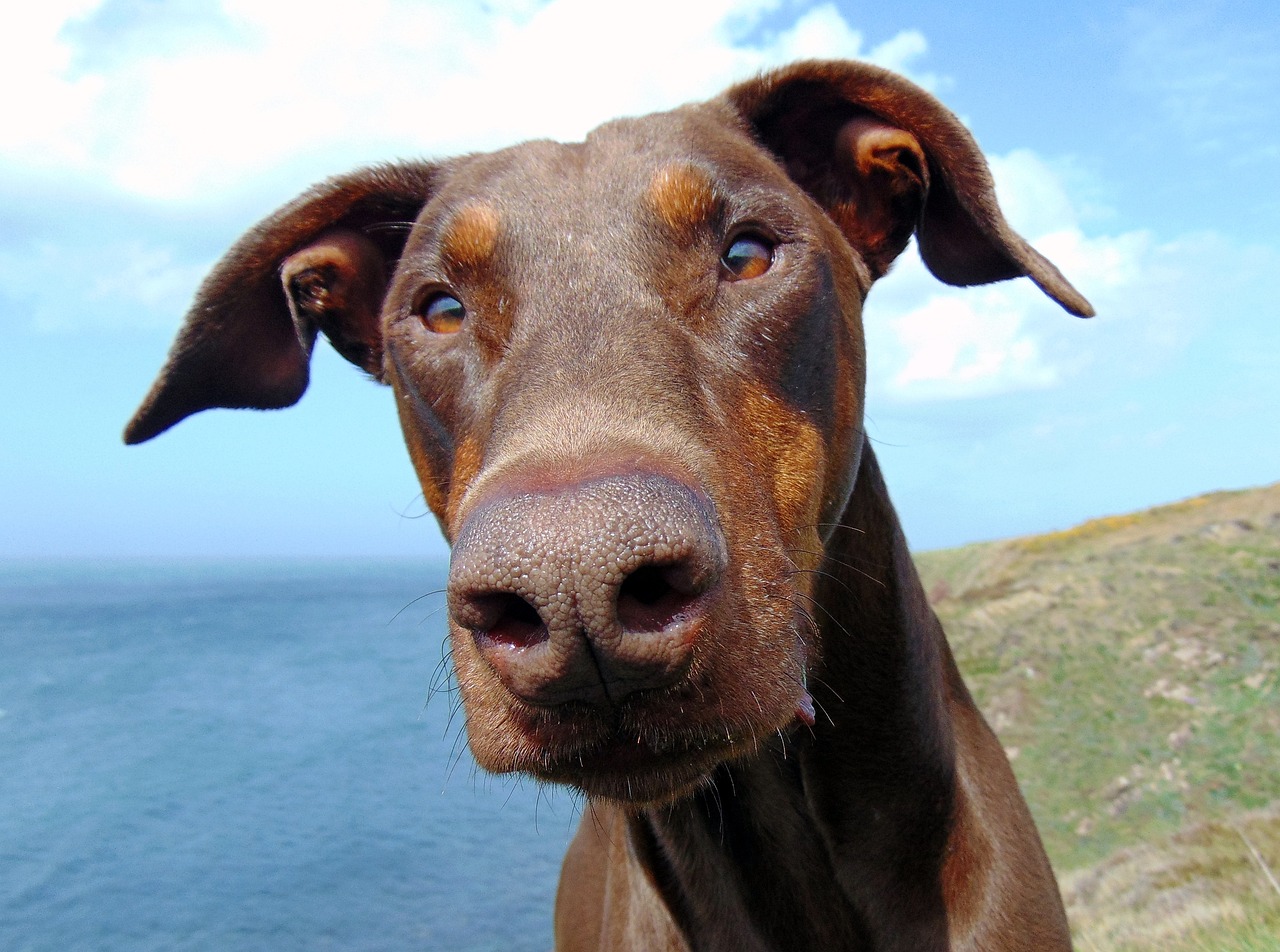 Top 10 Razas de Perros: Doberman, El Guardián Perfecto doberman