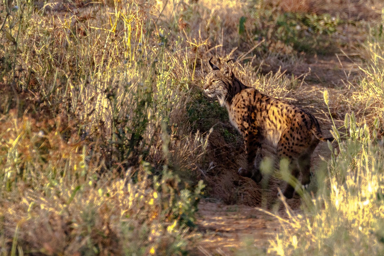 7 razones para visitar Doñana: descubre la belleza natural de esta reserva única donana
