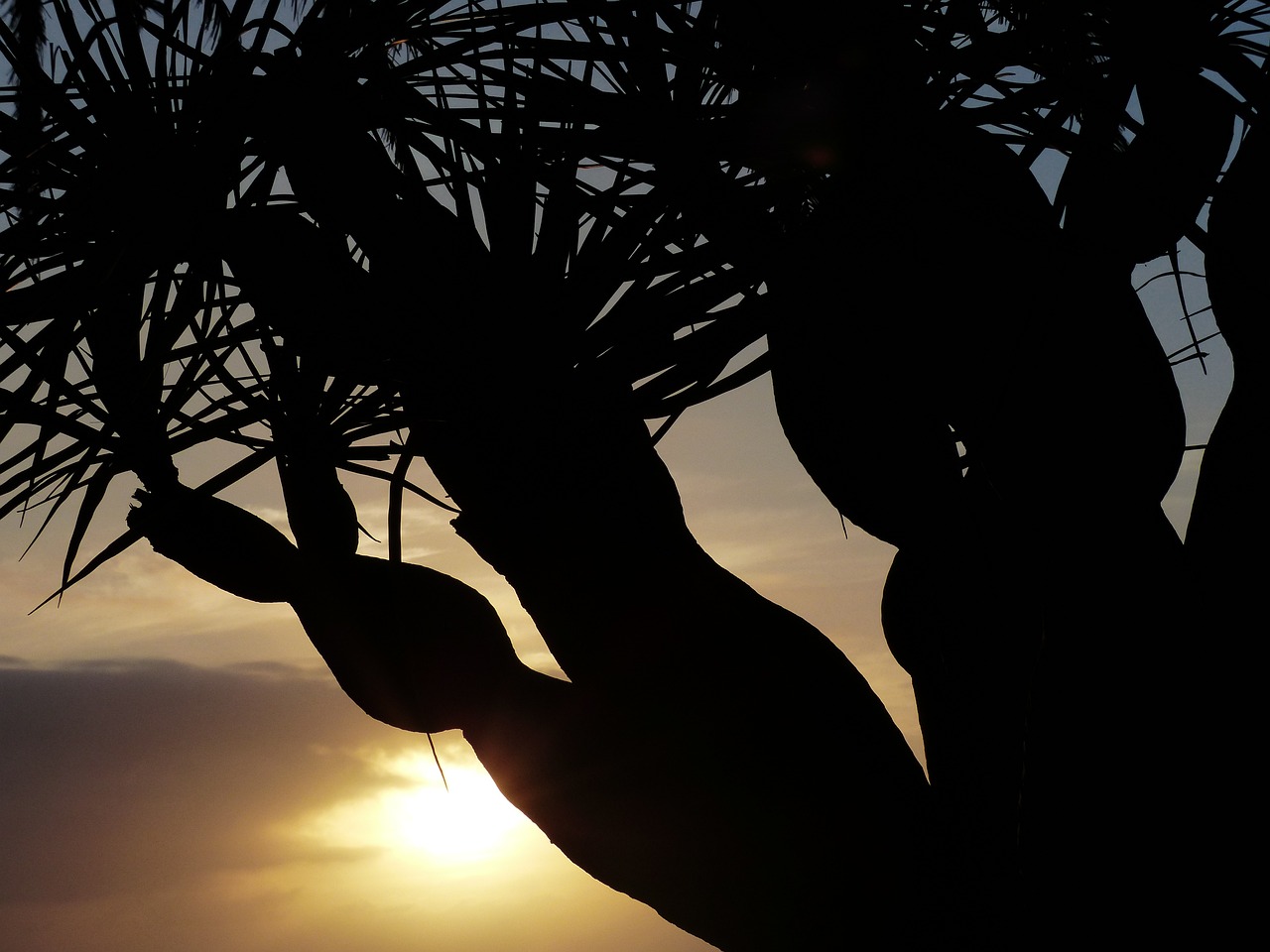 5 razones por las que el drago es la planta perfecta para tu jardín drago