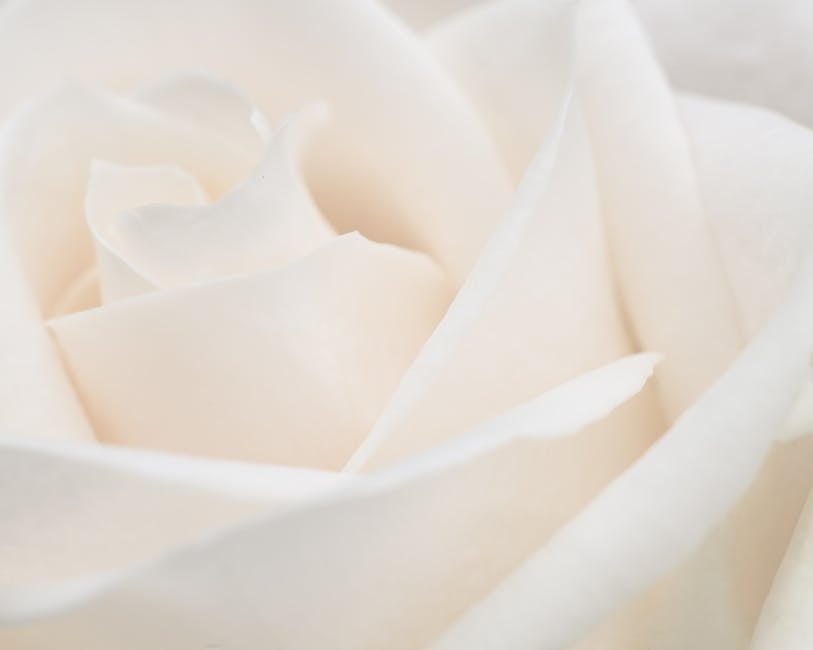 El Nombre de la Rosa: 5 Datos Curiosos que Debes Conocer 3 El Nombre de la Rosa: 5 Datos Curiosos que Debes Conocer el nombre de la rosa