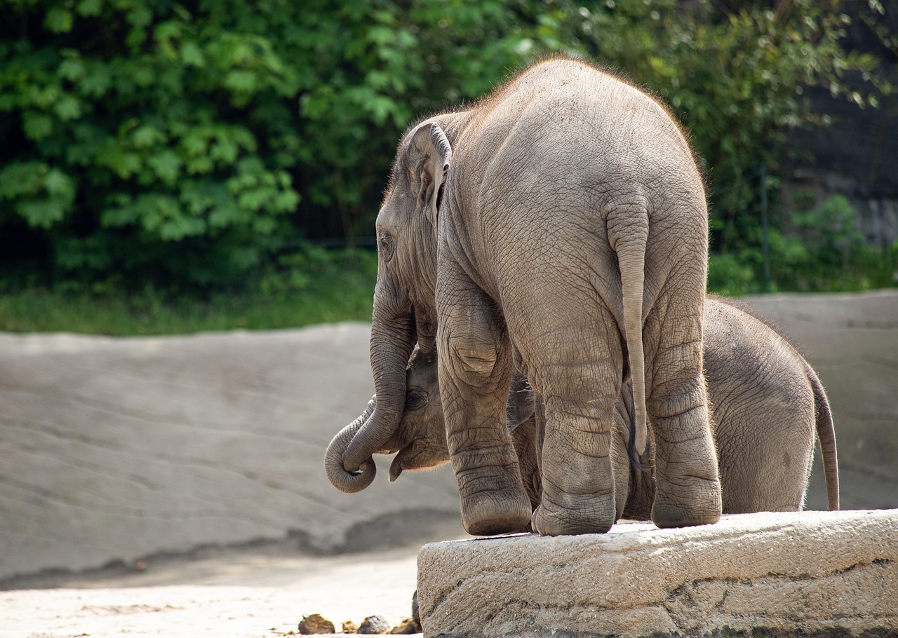 10 Datos Asombrosos sobre los Elefantes: Descubre la Majestuosidad de estos Gigantes 1 10 Datos Asombrosos sobre los Elefantes: Descubre la Majestuosidad de estos Gigantes elefante