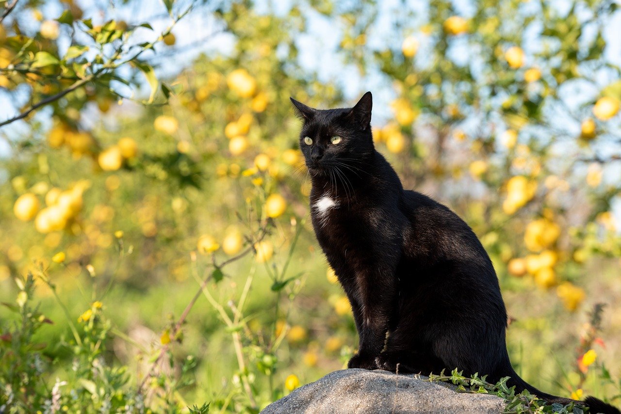 10 Consejos para Cuidar a tu Gato: Todo lo Que Necesitas Saber gato