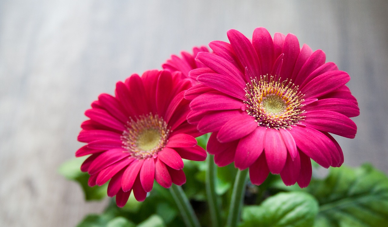 10 Ideas para el Cultivo de Gerberas en Casa 3 10 Ideas para el Cultivo de Gerberas en Casa gerberas