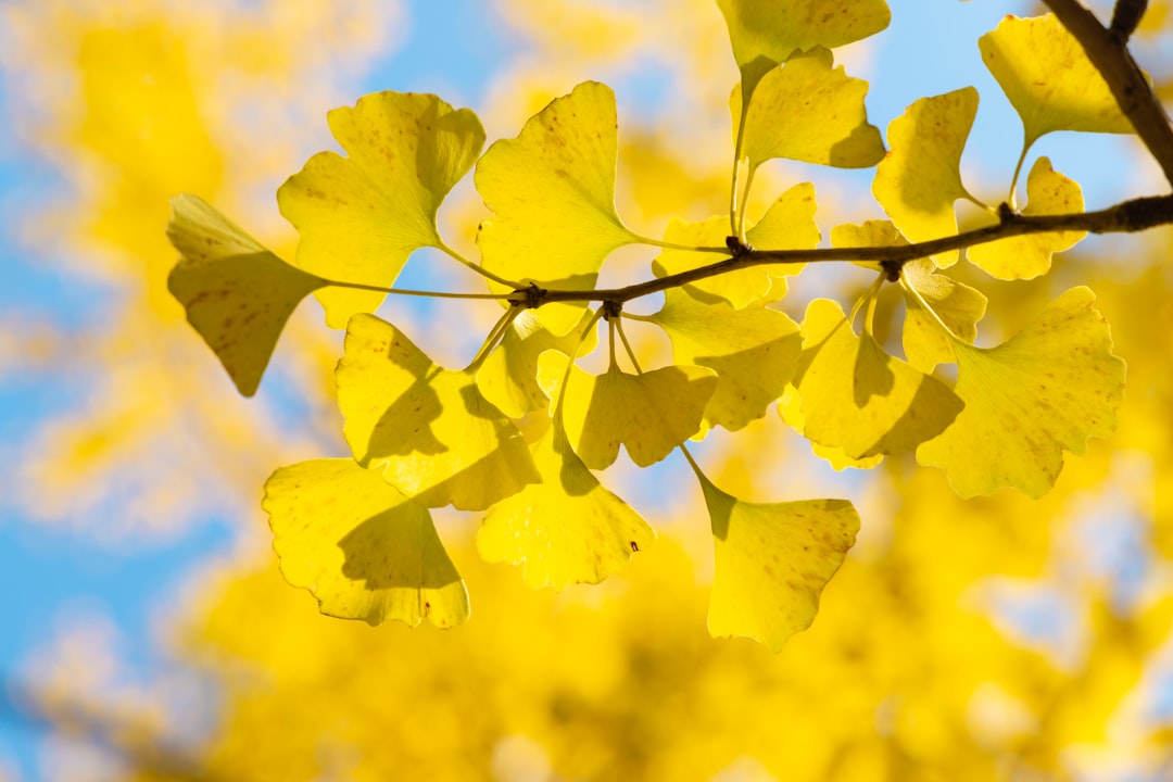 10 Beneficios del Ginkgo Biloba: Todo lo que Debes Saber 2 10 Beneficios del Ginkgo Biloba: Todo lo que Debes Saber ginkgo biloba