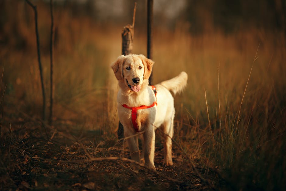Guía definitiva sobre el cuidado del golden retriever: 5 consejos clave golden retriever