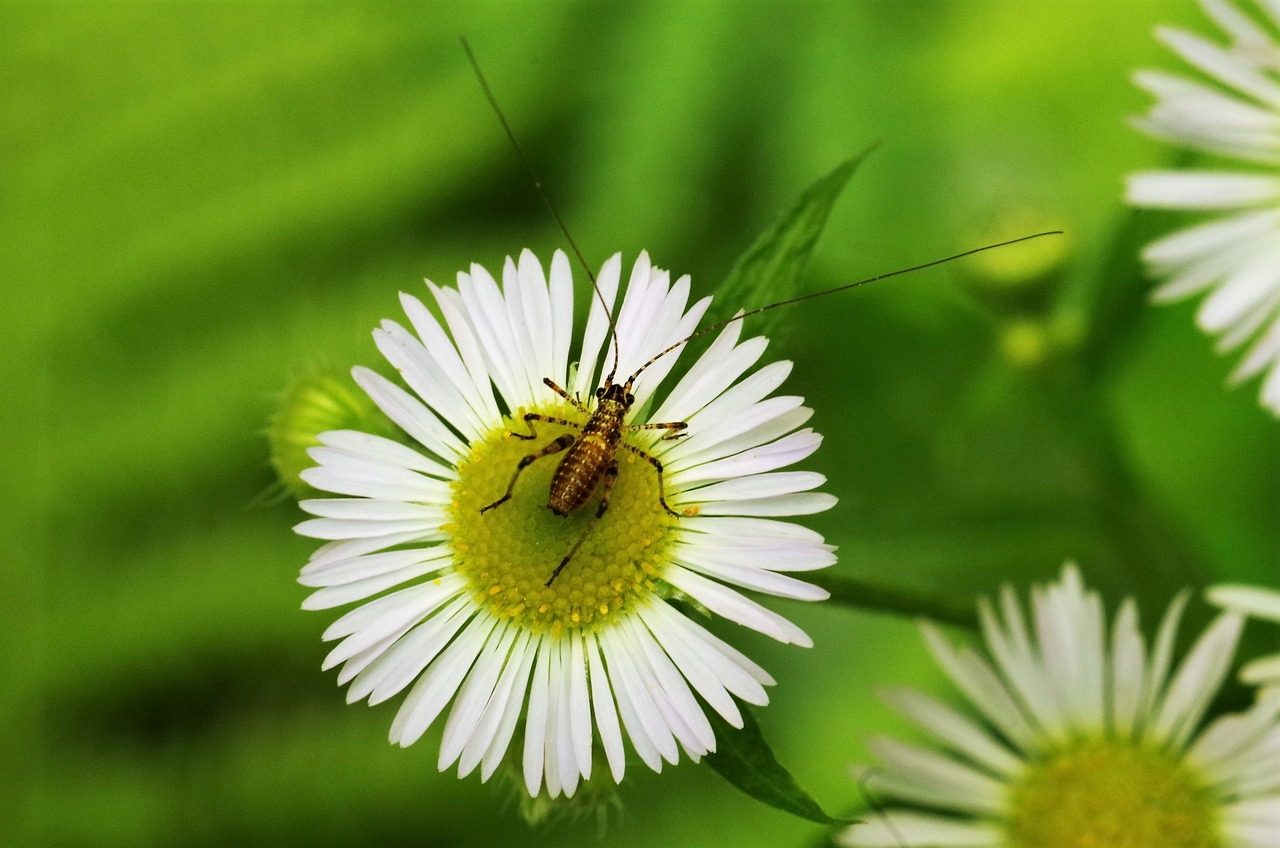 5 consejos para criar grillos en casa grillo