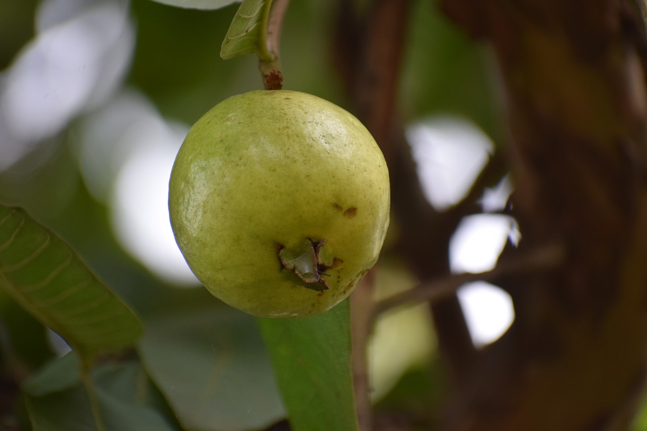 10 Deliciosas Recetas con Guayaba: Descubre Nuevos Sabores guayaba