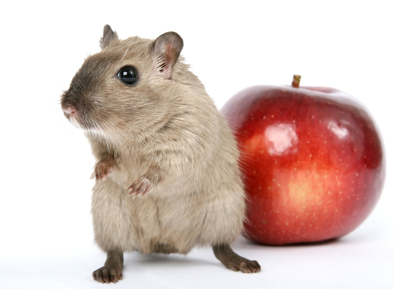 10 Consejos para Cuidar a tu Hamster de forma Óptima hamster