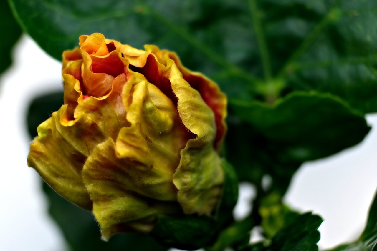 10 Usos Sorprendentes del Hibisco: Descubre los Beneficios de Esta Planta hibisco