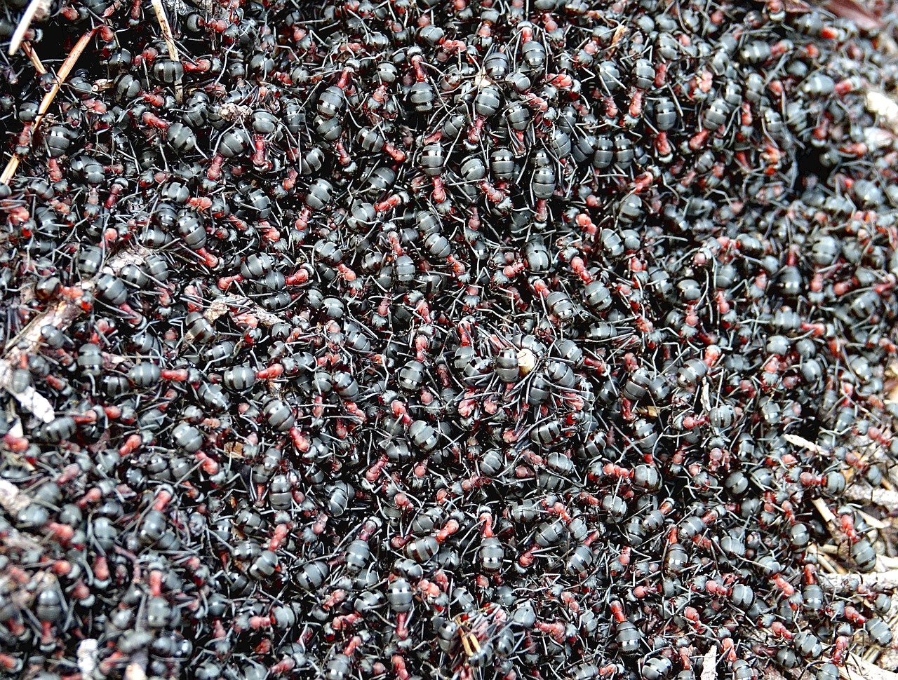 5 curiosidades sobre hormigas que te sorprenderán 4 5 curiosidades sobre hormigas que te sorprenderán hormigas