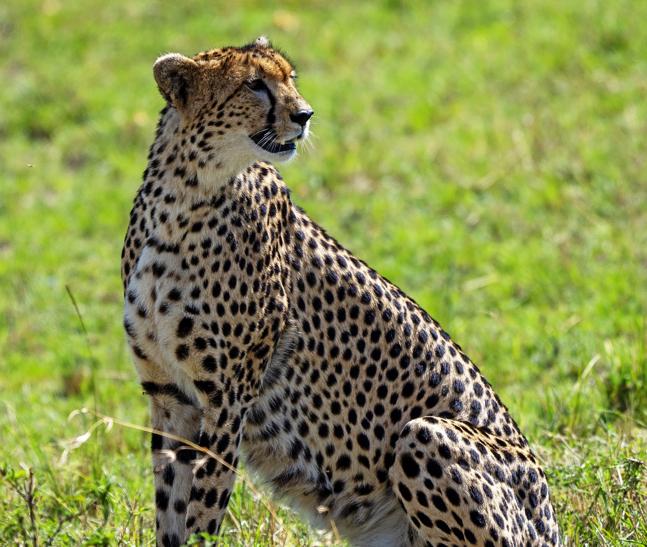 10 Razones para Visitar Kenia: Descubre la Belleza de África kenia
