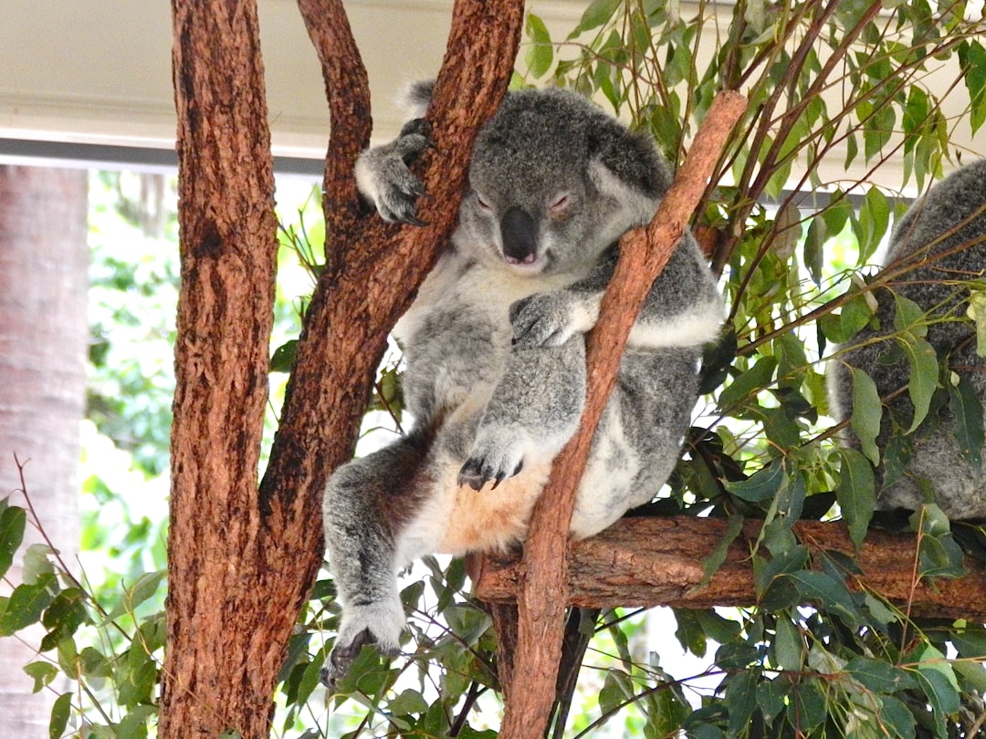Top 10 Datos Impresionantes sobre los Koalas 1 Top 10 Datos Impresionantes sobre los Koalas koala