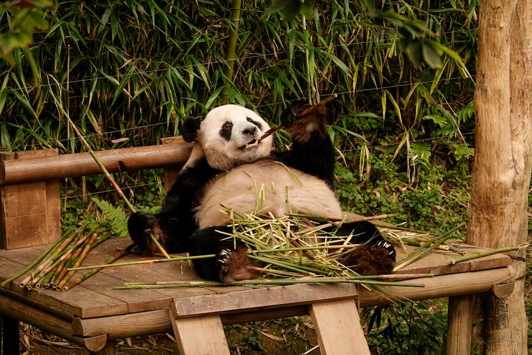 Kung Fu Panda 3: ¡Descubre las 5 mejores escenas de acción! 4 Kung Fu Panda 3: ¡Descubre las 5 mejores escenas de acción! kung fu panda 3