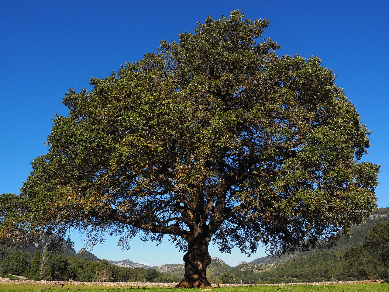 5 Usos Sorprendentes del Laurel: Descubre las Propiedades de esta Hierba laurel
