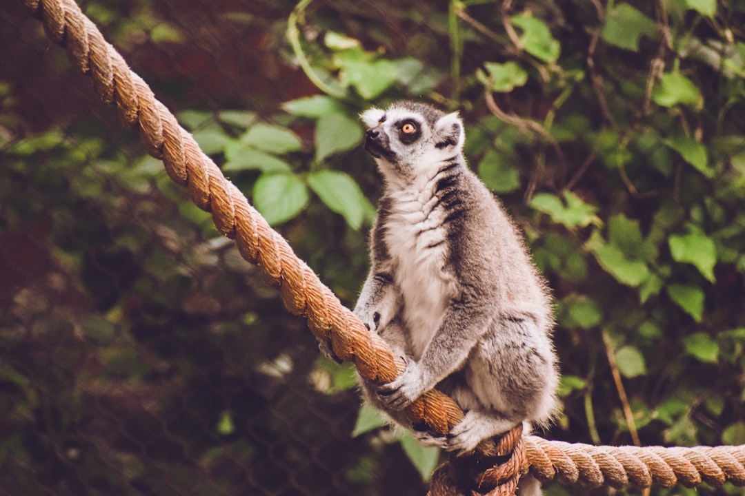 5 curiosidades sobre los lémures: conoce más sobre estas increíbles criaturas lemur
