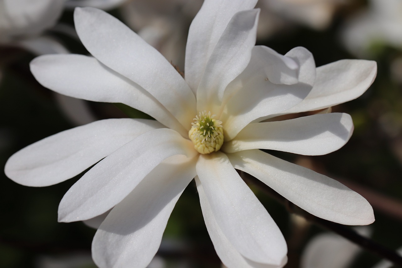 5 Ideas Impresionantes para Cultivar Magnolias en tu Jardín magnolia