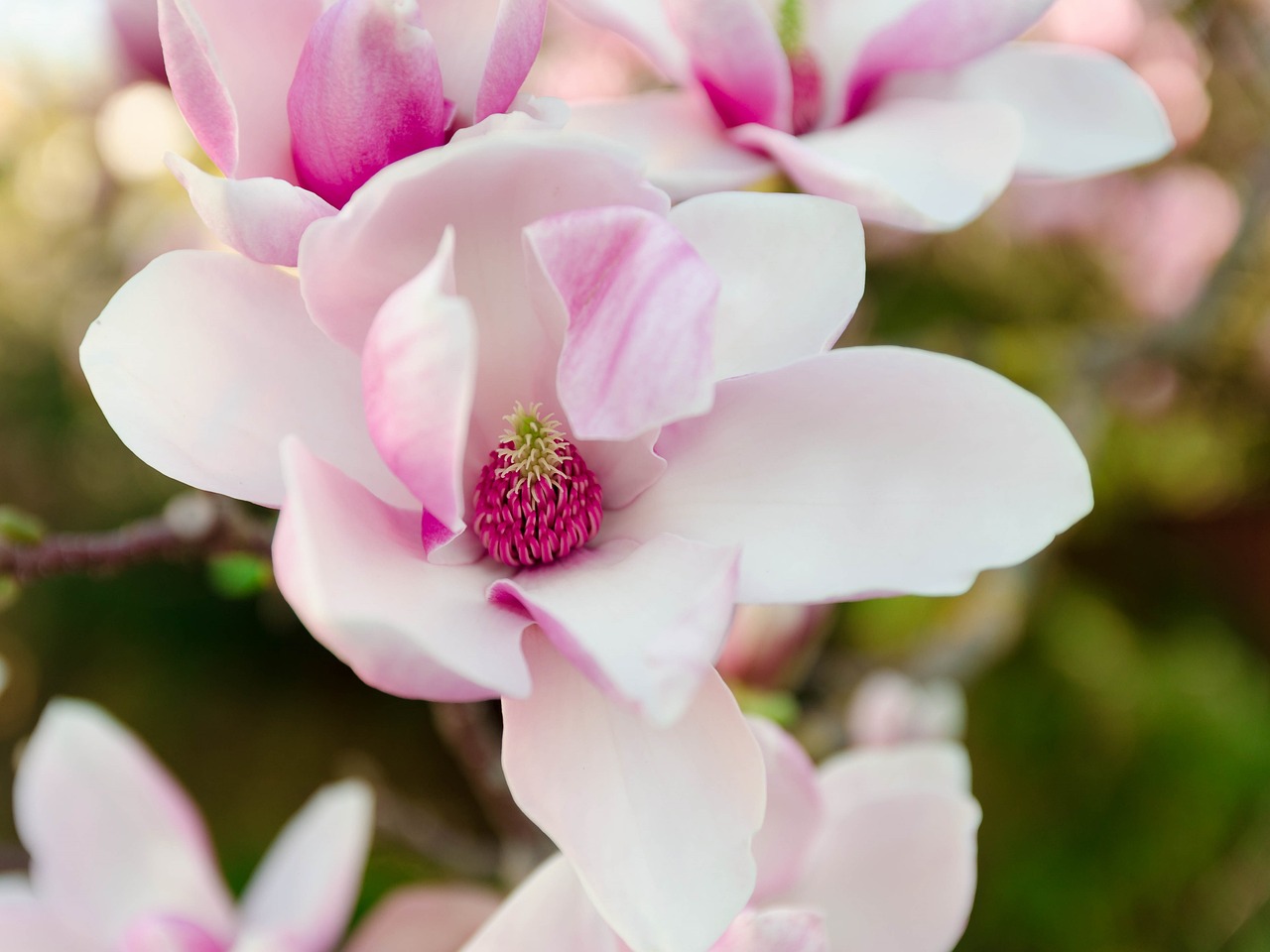5 Razones por las que el Magnolio es la Elección Perfecta para tu Jardín magnolio