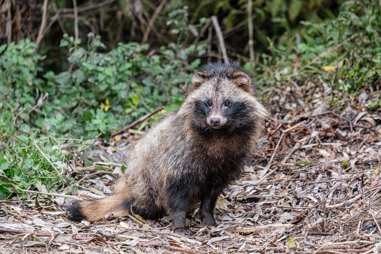 10 curiosidades sobre los mapaches: Descubre todo sobre esta peculiar especie 4 10 curiosidades sobre los mapaches: Descubre todo sobre esta peculiar especie mapache