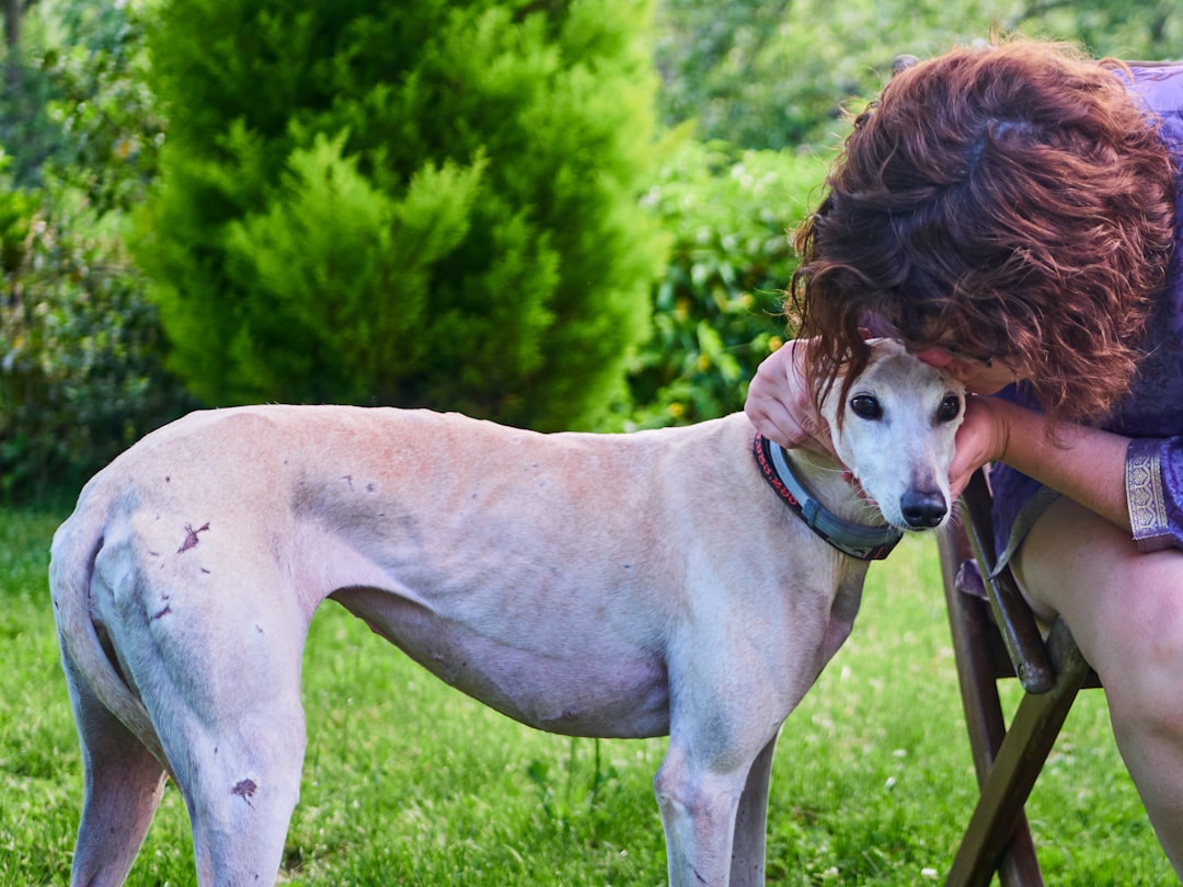 5 Razones por las que el Mastín Español es el Mejor Perro de Compañía mastin espanol