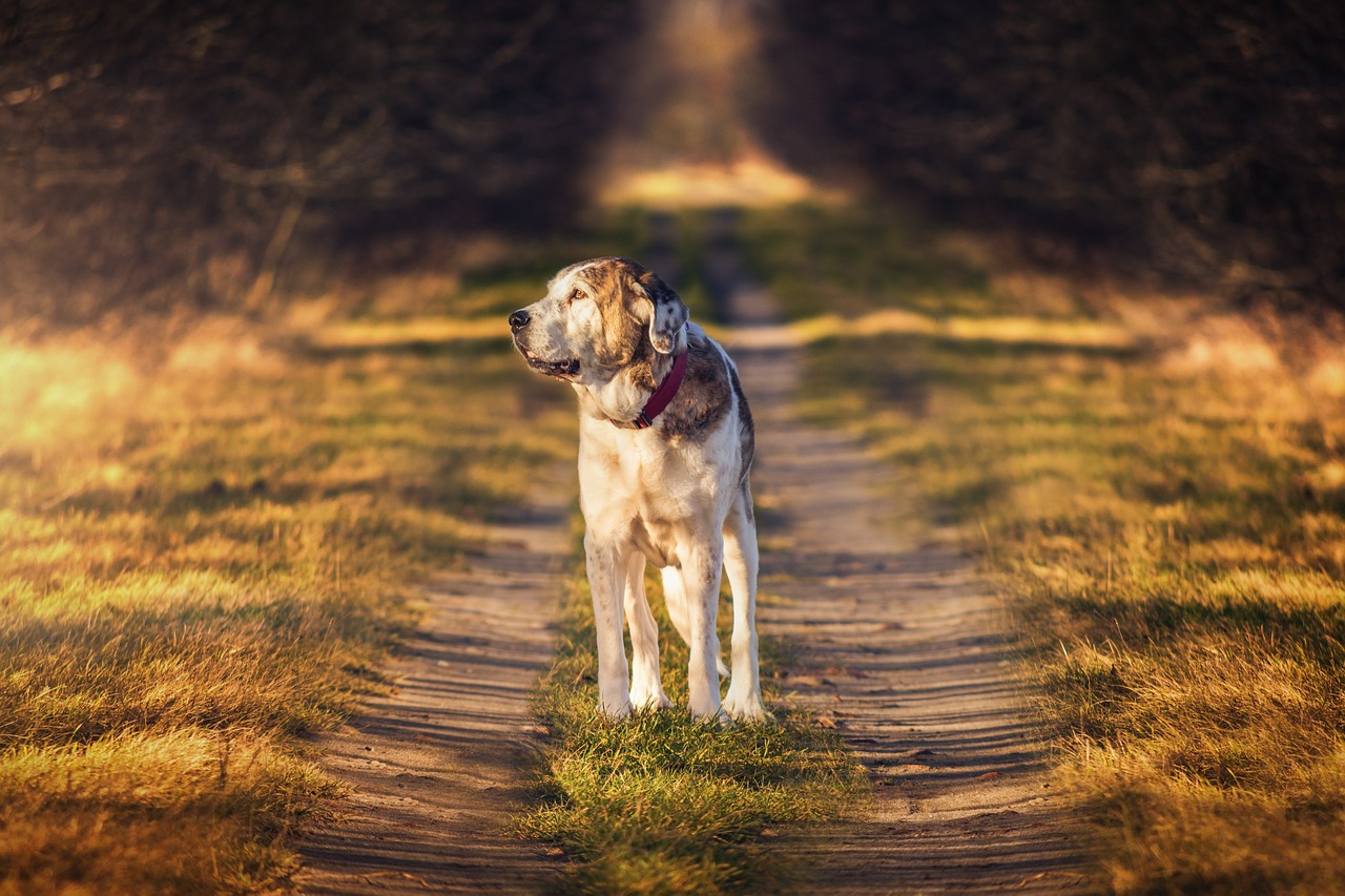 5 razones por las que el mastín es el mejor perro de guarda 4 5 razones por las que el mastín es el mejor perro de guarda mastin