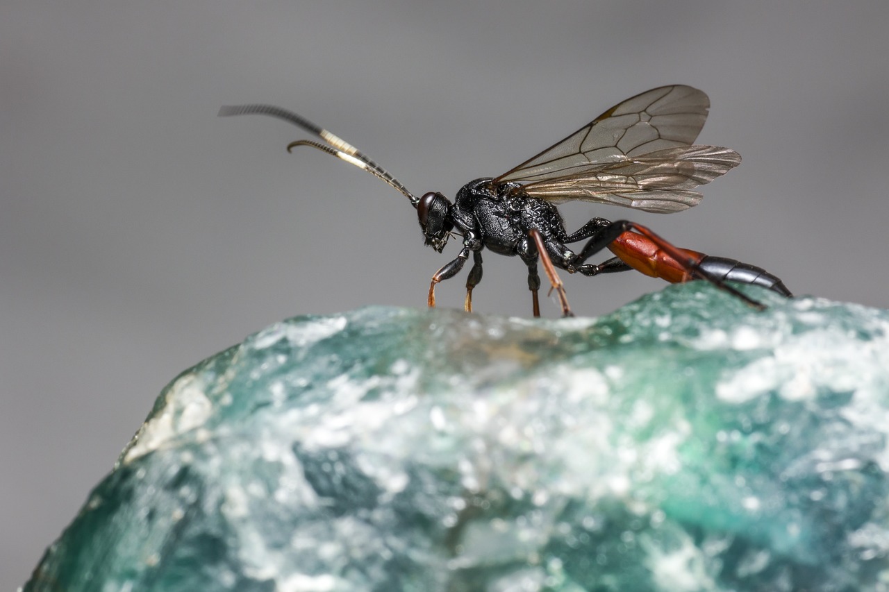 Meloncillo: 5 curiosidades que debes conocer sobre este animal 3 Meloncillo: 5 curiosidades que debes conocer sobre este animal meloncillo