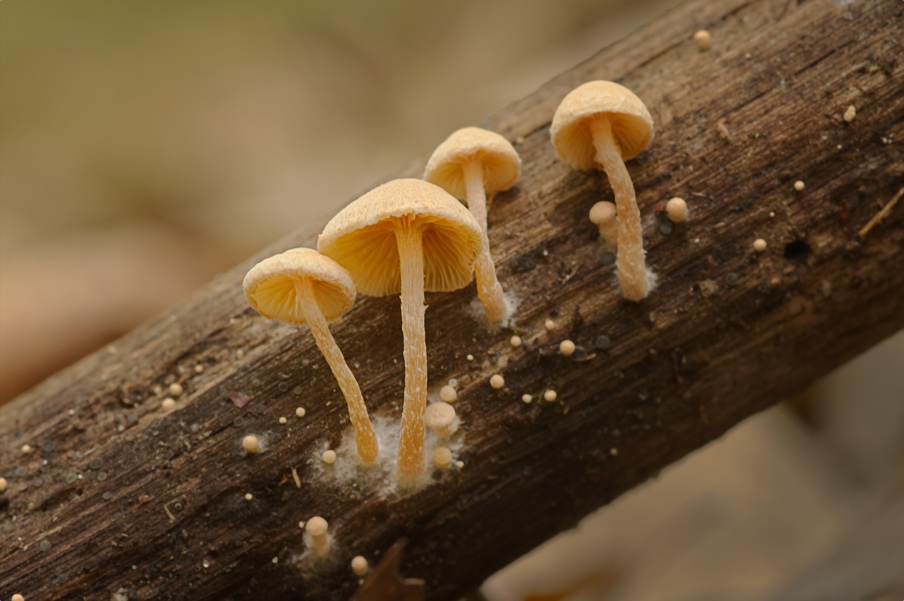 5 Increíbles Beneficios del Micelio: Descubre Todo sobre este Hongo micelio