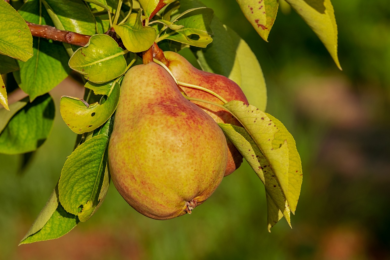 7 Nutrientes Esenciales para una Salud Óptima nutrientes