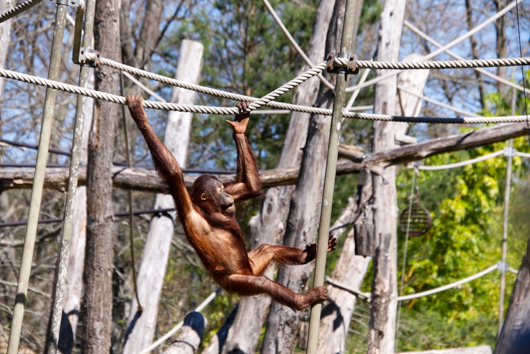 10 Datos Asombrosos sobre los Orangutanes 2 10 Datos Asombrosos sobre los Orangutanes orangutan