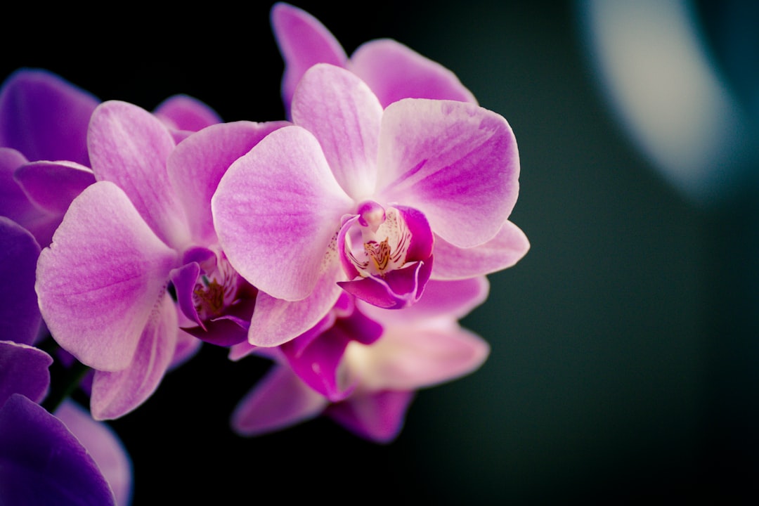 10 Nuevas Tendencias en Orquídeas: Guía Completa para Cultivar en Casa orquidea