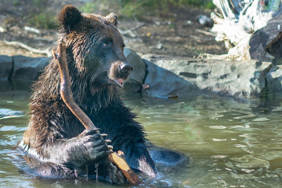 10 Datos Fascinantes sobre el Oso Grizzly 5 10 Datos Fascinantes sobre el Oso Grizzly oso grizzly