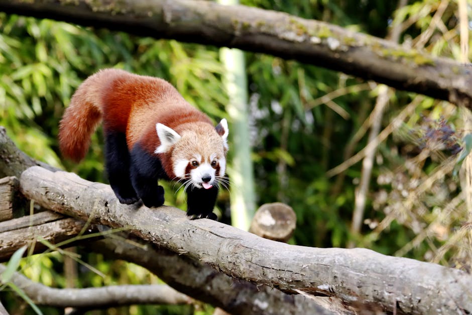7 curiosidades sobre el oso panda: la adorable especie en peligro de extinción 4 7 curiosidades sobre el oso panda: la adorable especie en peligro de extinción oso panda