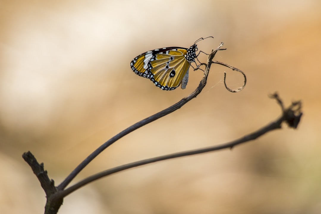 10 Consejos para Entrenar a tu Papillon papillon