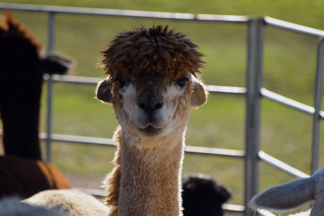 5 Películas y Programas de TV de Ciarán Hinds que Debes Ver peli­culas y programas de tv de ciarAn hinds