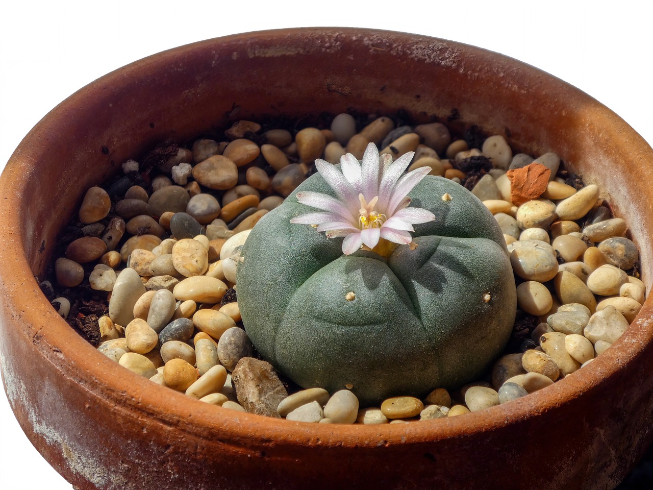 10 Beneficios del Uso Tradicional del Peyote 5 10 Beneficios del Uso Tradicional del Peyote peyote