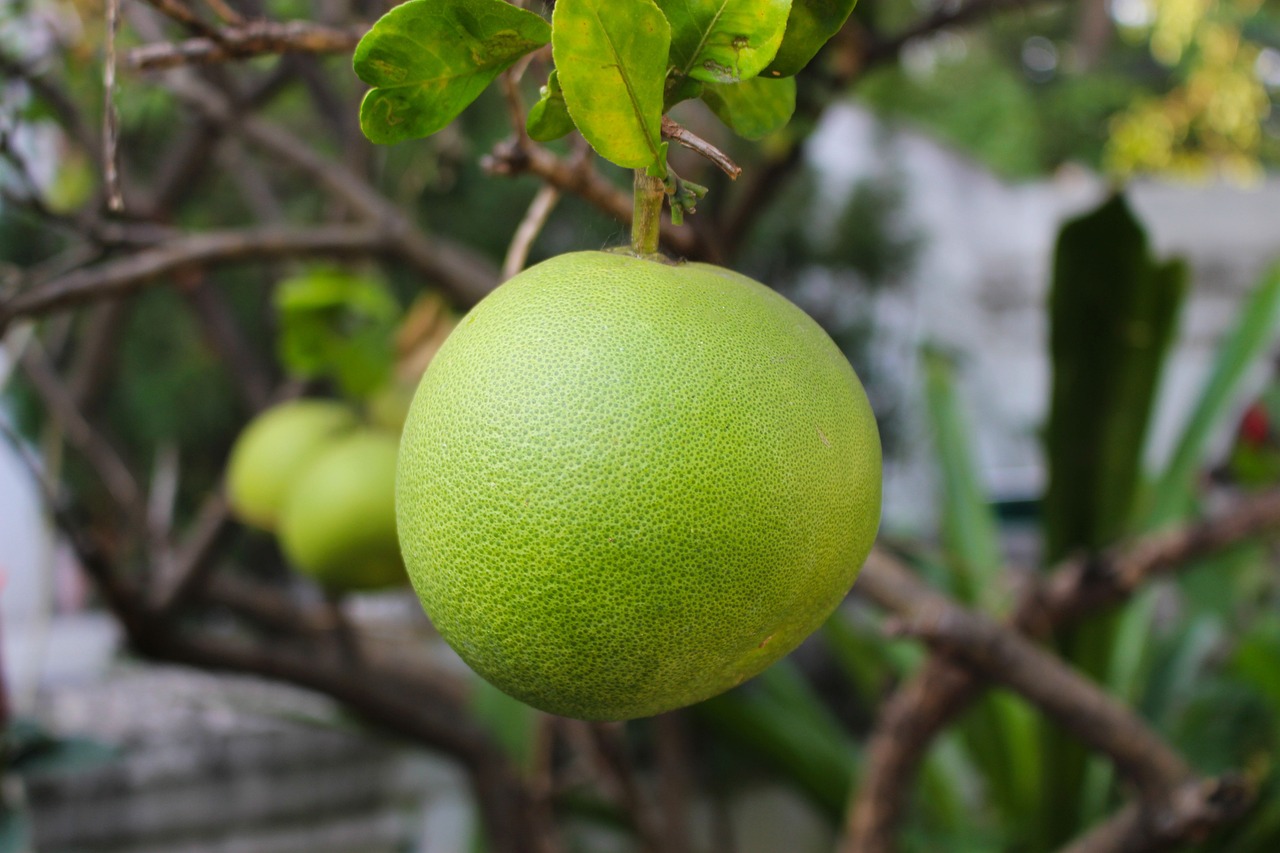 10 Usos del Pomelo: Beneficios para la Salud y la Cocina pomelo