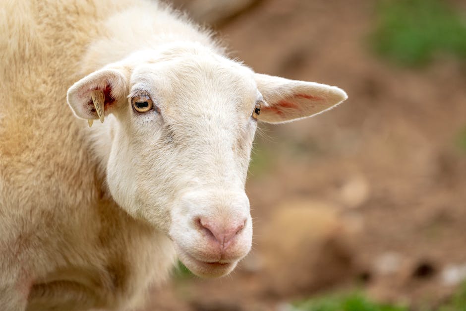 5 Datos Curiosos sobre Raquel Meroño que no Conocías raquel merono