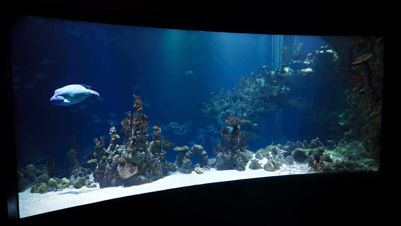 10 Datos Fascinantes sobre las Aguas Profundas que Debes Conocer 2 aguas profundas