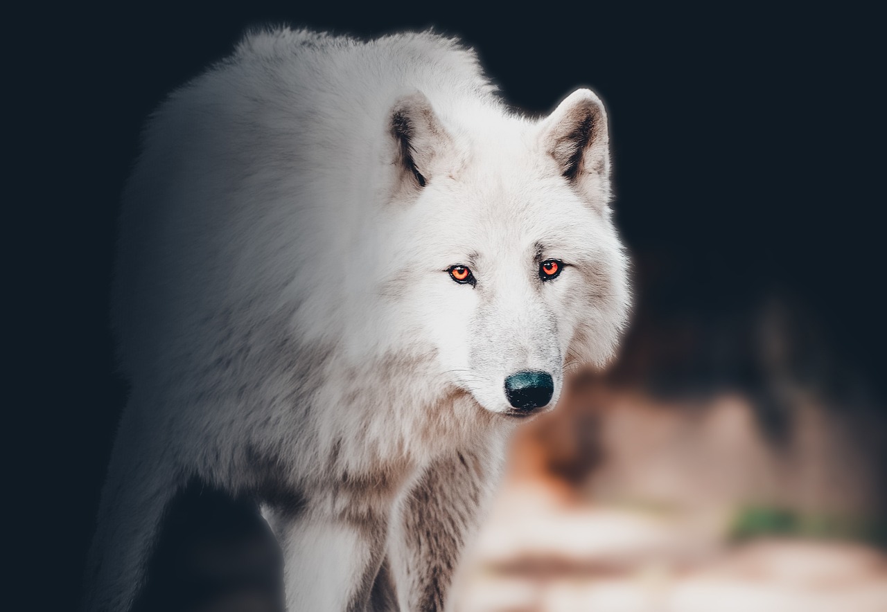 aullidos